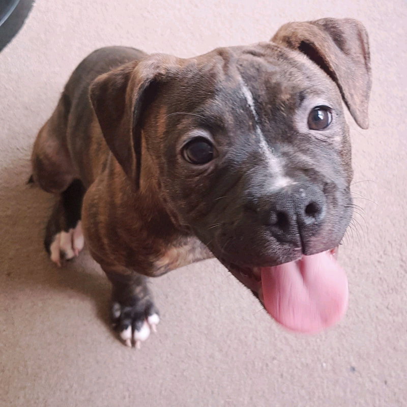 american bull cross staffy